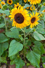 sunflower in the field