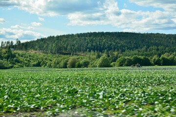 field of grass