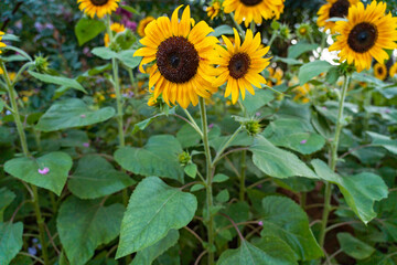 sunflower in the field