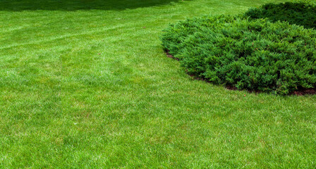 evergreen thuja bush growing on grassy backyard lawn, landscaping on lawn with copy space banner,...