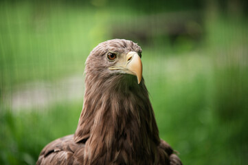 portrait of a eagle