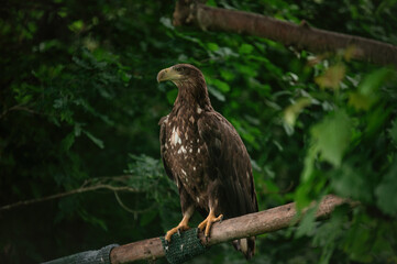 eagle in the zoo