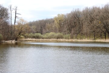 Spring adorns the shore of a forest lake with young greenery