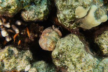 Fish swim in the Red Sea, colorful fish, Eilat Israel
