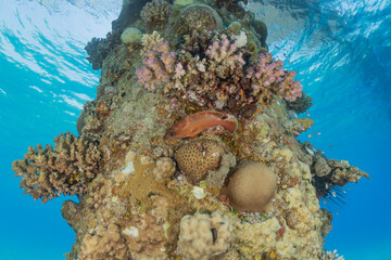 Coral reef and water plants in the Red Sea, Eilat Israel
