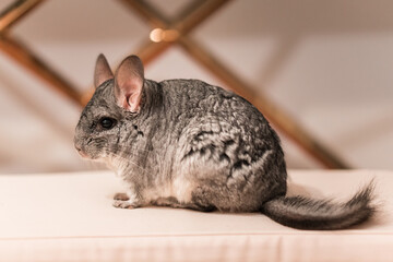 Chinchilla