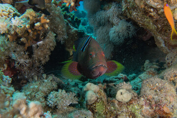 Fish swim in the Red Sea, colorful fish, Eilat Israel
