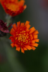 orange Blüte 