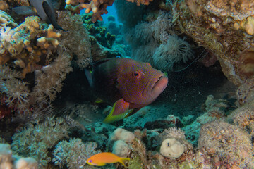 Fish swim in the Red Sea, colorful fish, Eilat Israel
