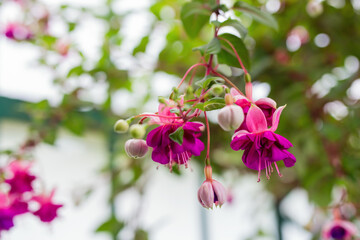 Closeup of beautiful fuchsia flower