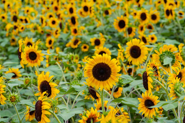 Fototapeta na wymiar sunflower in the field