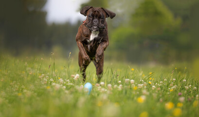 jumping dog 