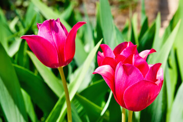 tulips