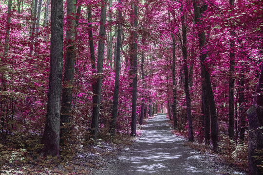 Abstract Pink Forest