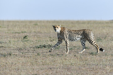 cheetah © Herbert