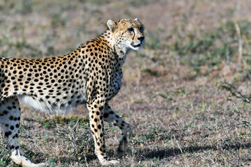 cheetah in the Masai Mara on the hunt