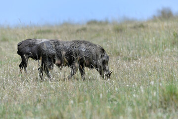 warthog in the savannah of africa