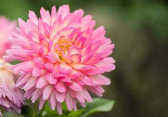 pink dahlia flower