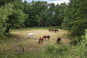Fototapeta na wymiar Brown and white horses grazing at the meadow among green trees and flowers