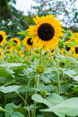 Obraz premium sunflower in the field