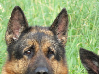 beautiful protective watchdogs defense security tranquility domestic animals