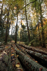Fototapeta premium Herbstwald im Gegenlicht 2