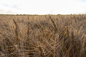 Fototapeta premium Barley field in period harvest. Agricultural field in Serbia.