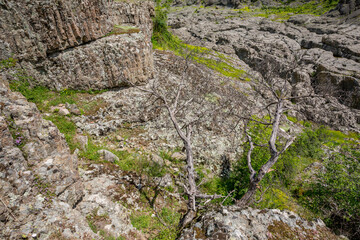 Green foliage among the volcanic rocks of the Devil's Canyon or Sheytan Dere on river Arda, Southern Bulgaria.