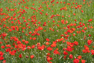 colorful summer field of red poppies 