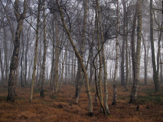 Fototapeta premium Birkenwald im Nebel