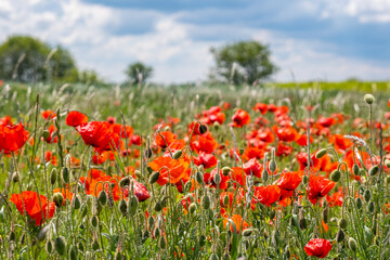 colorful field of red poppies 