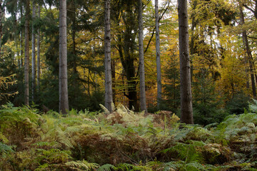 Herbstwald 2