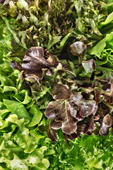 Varieties of Lettuce in Bamboo Basket