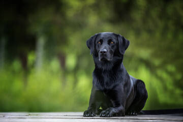 black labrador dog