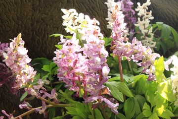 Corydalis flowers bloomed in the spring forest