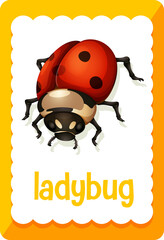 Vocabulary flashcard with word Ladybug