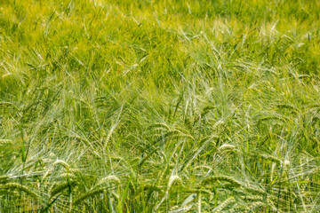 green wheat field in summer time
