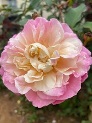 pink and white roses