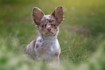 chihuahua puppy in grass