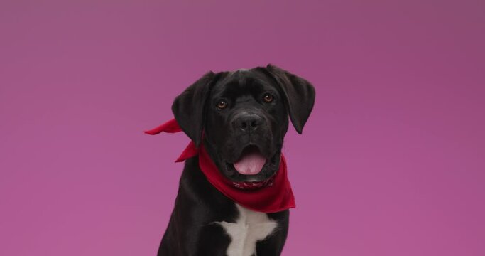 adorable cane corso doggy with red bandana around neck holding tongue out, panting and looking up while sitting on pink background in studio