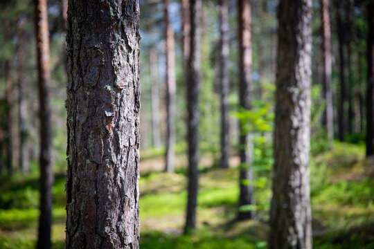 A selective focus of pine tree bark in the pine forest