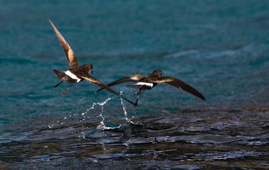 Wilsons Stormvogeltje, Wilsons Storm-petrel, Oceanites oceanicus