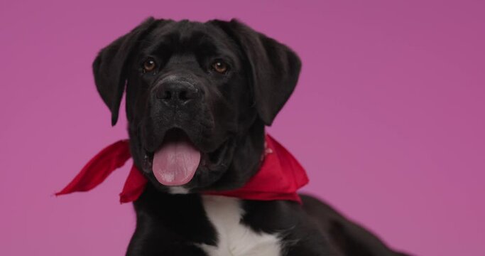 black cane corso puppy with red bandana around neck laying down in studio on pink background, panting, sticking out tongue and curiously looking to side