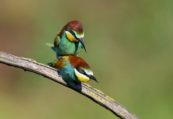 Golden bee-eaters copulate on a branch against a beautiful blurred background