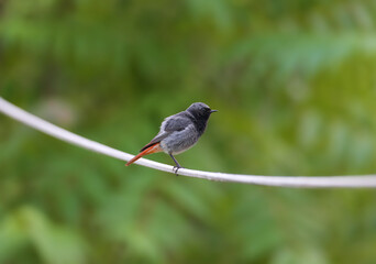 A male black redstart (Phoenicurus ochruros) is photographed on the roof of a house and a clothesline against a blurred beautiful background in an unusual habitat