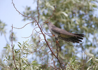 Close-up shot of a male cuckoo sits on a branch against the backdrop of a stormy sky