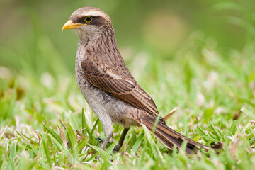 Geelsnavelklauwier, Yellow-billed Shrike, Corvinella corvina