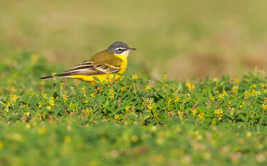 Yellow Wagtail Species Eilat