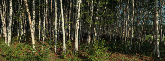 birch grove on a bright sunny day