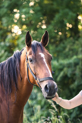 Obraz premium Leading thoroughbred horse on pasture. Portrait of brown horse outdoors
